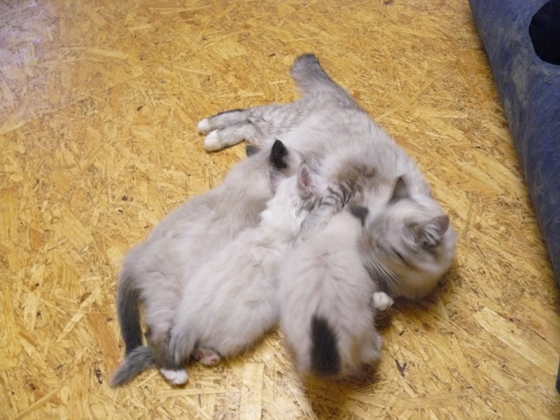 Kitten mit Mutter, Cattery von der Harburg