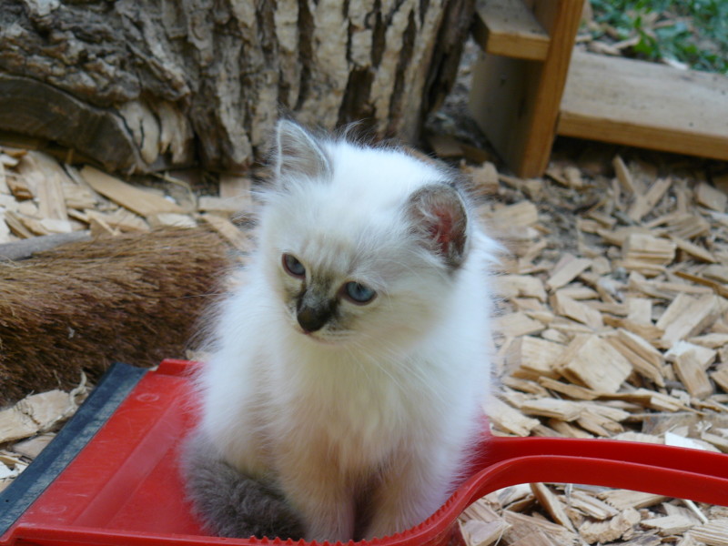 Susanna, Cattery von der Harburg